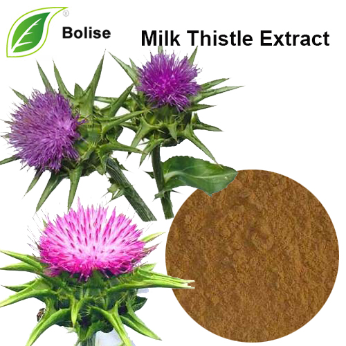 Milk Thistle Extract Milk Thistle Extract