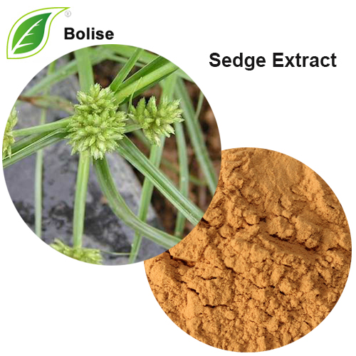 Extract de Sedge (Extract Cyperus Rotundus)