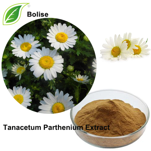 Tanacetum Parthenium ექსტრაქტი