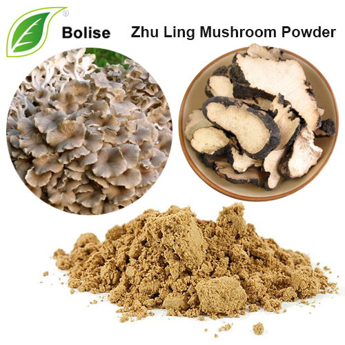 Poudre de champignon Zhu Ling (extrait de Polyporus Umbellatus)
