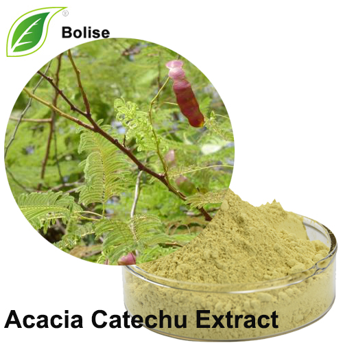 Acacia Catechu -uutetta