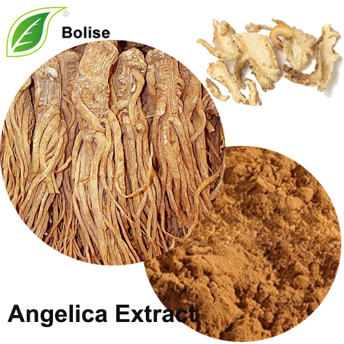 Angelica-extract