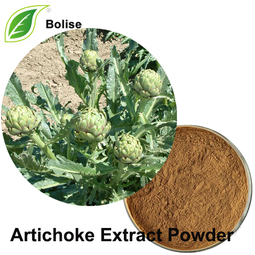 Artichoke Extract Powder