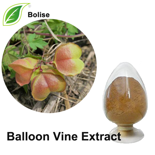 Balonu vīnogulāju ekstrakts (Cardiospermum Halicacabum ekstrakts)