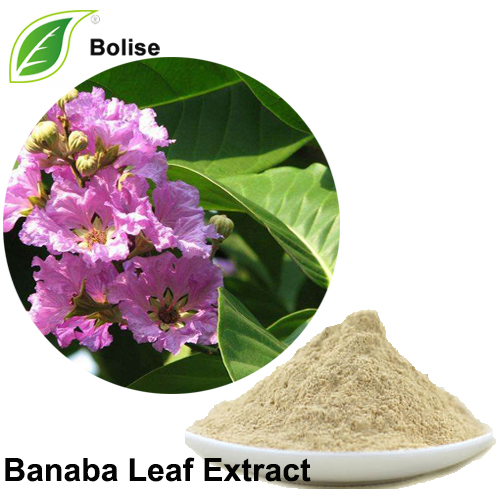 Extract Banaba Leaf
