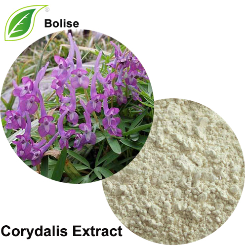 Corydalis Extract(yanhusuo W. T. Wang Extract) Corydalis Extract(yanhusuo W. T. Wang Extract)