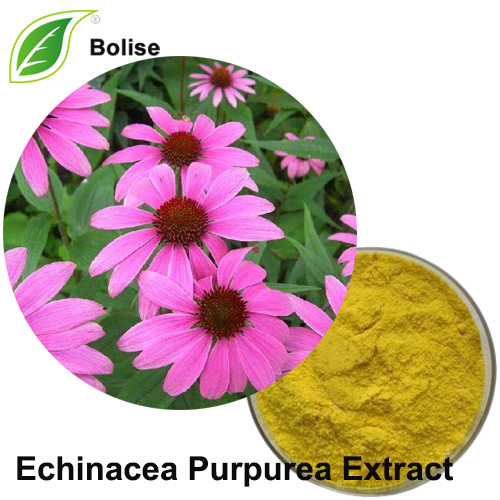 Dondoo ya Echinacea Purpurea