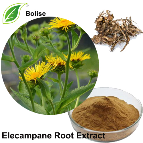 Elecampane kök ekstraktı