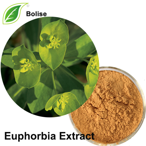 Ekstrakt euphorbia