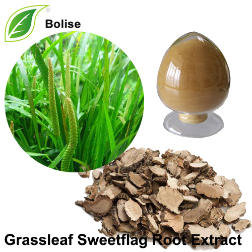 Grassleaf Sweetflag Root Extract (Rhizoma Acori Tatarinowii Extract)