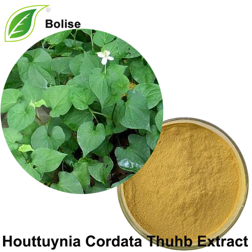 Extracto de Houttuynia Cordata Thuhb (destilado de Houttuynia)