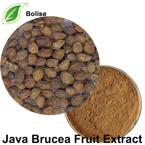 Extrait de fruit de Java Brucea