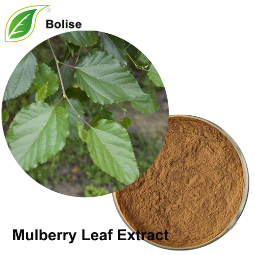 Mulberry Leaf Extract