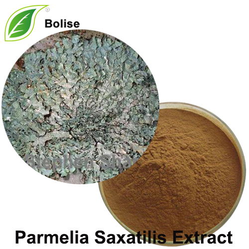 Extrait de Parmelia Saxatilis