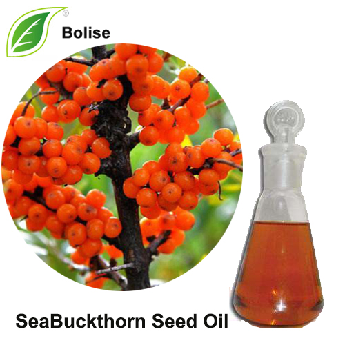 SeaBuckthorn סיד אָיל