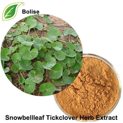 Chiết xuất thảo mộc Snowbellleaf Tickclover (Chiết xuất Herba Desmodii Styracifolii)