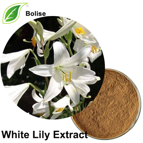 Weißlilien-Extrakt
