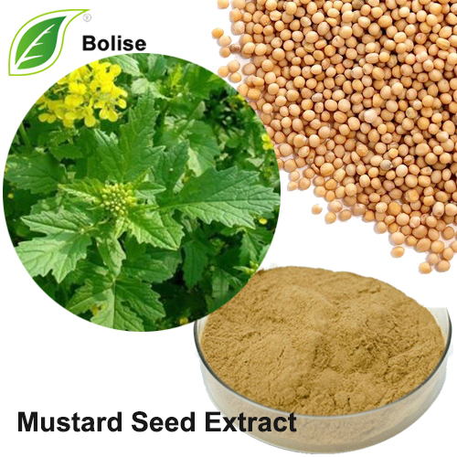 Ekstrak Biji Mustard (Ekstrak Semen Sinapis)