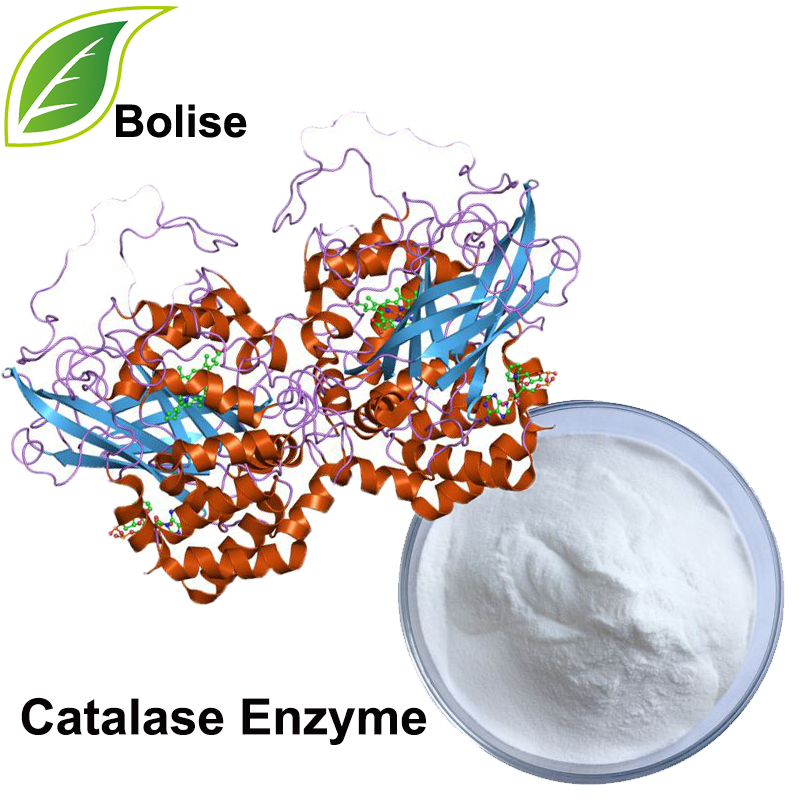 Enzyme catalase