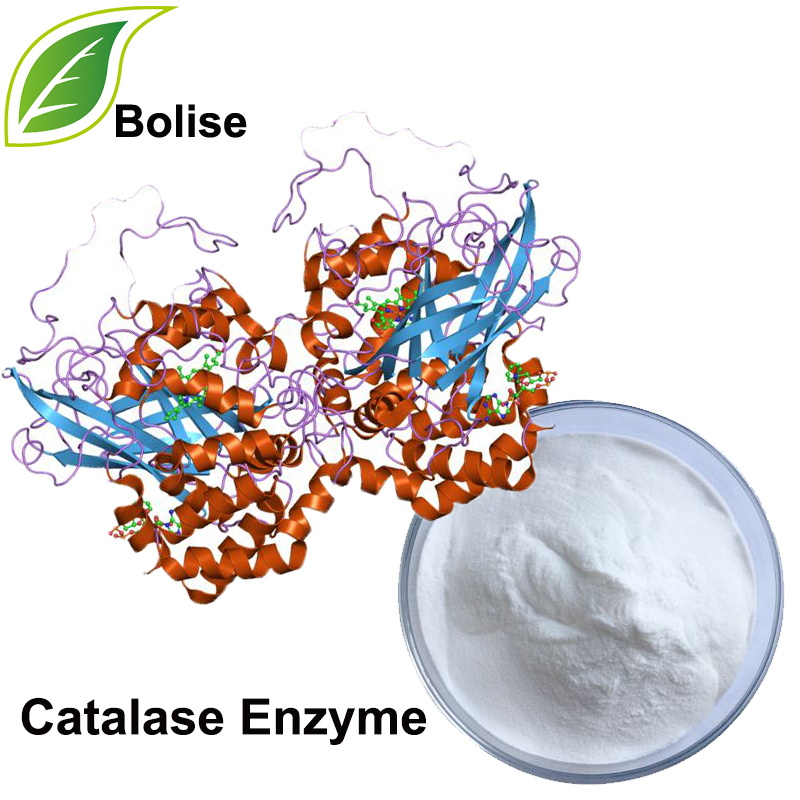 Catalase एंजाइम