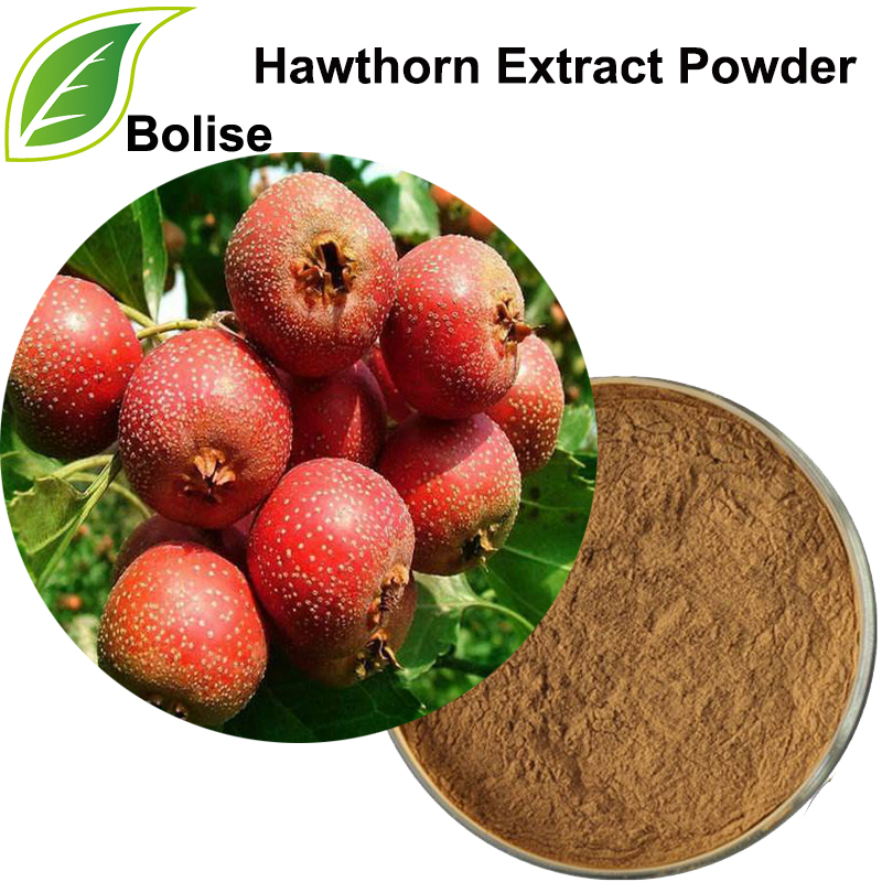 Hawthorn Extract Pulver