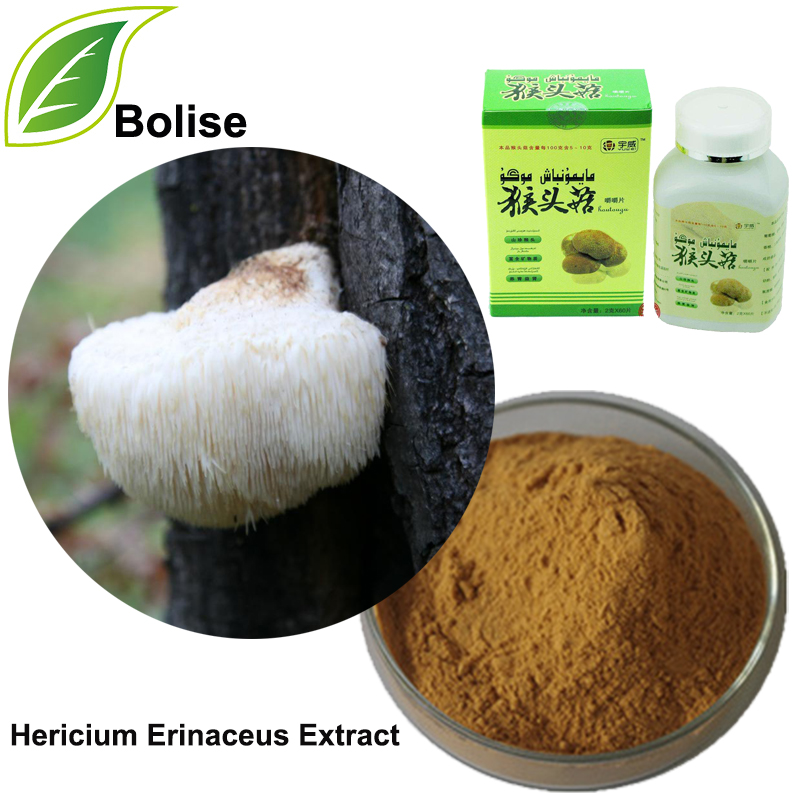 Hericium erinaceus ექსტრაქტი (მაიმუნის სოკოს ექსტრაქტი)