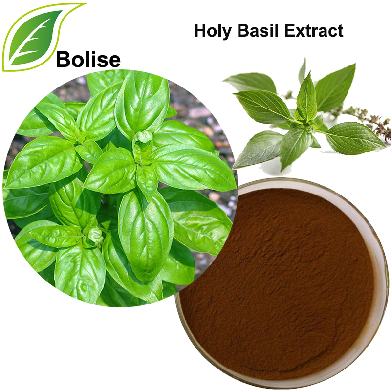 Ekstrak Basil Suci