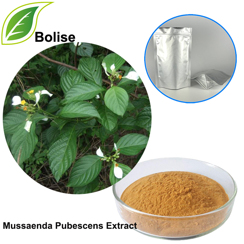 Mussaenda Pubescens çıxarış