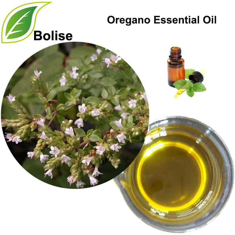 Olio essenziale di origano