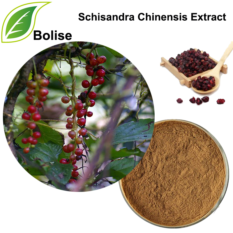 Extrait de Schizandra (extrait de Schisandra Chinensis)