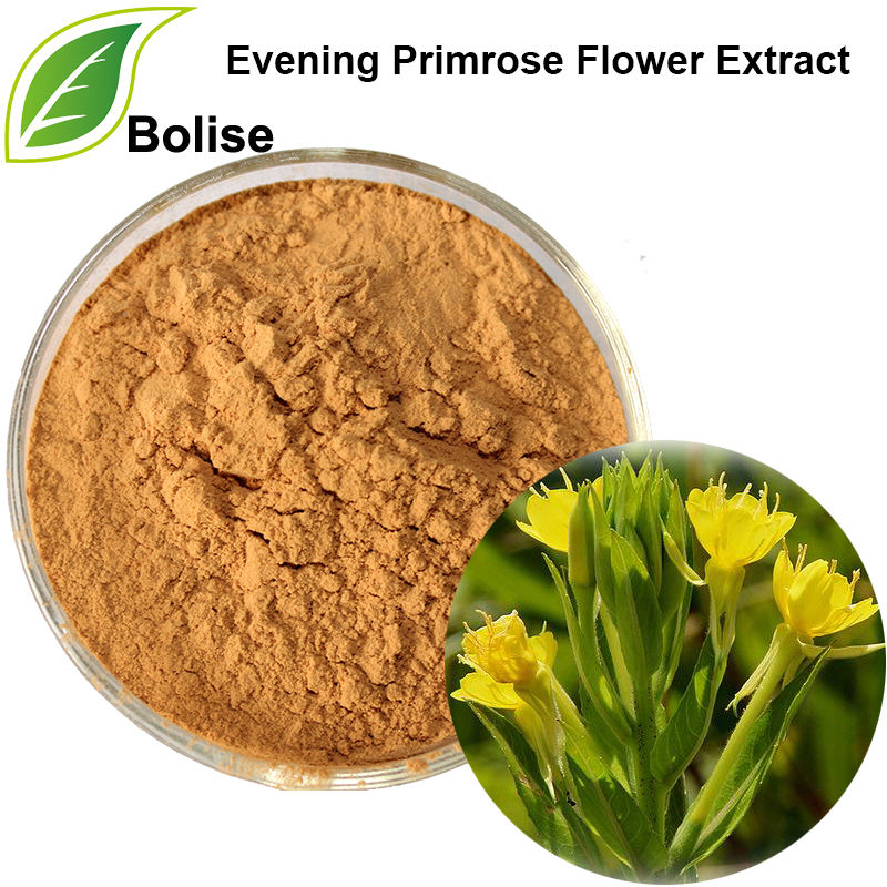 Evening Primrose Flower Extract