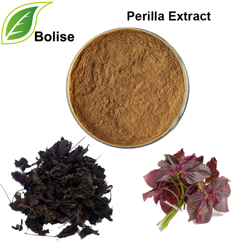 Folium Perillae Extract (สารสกัดจากใบเพอริลล่า)