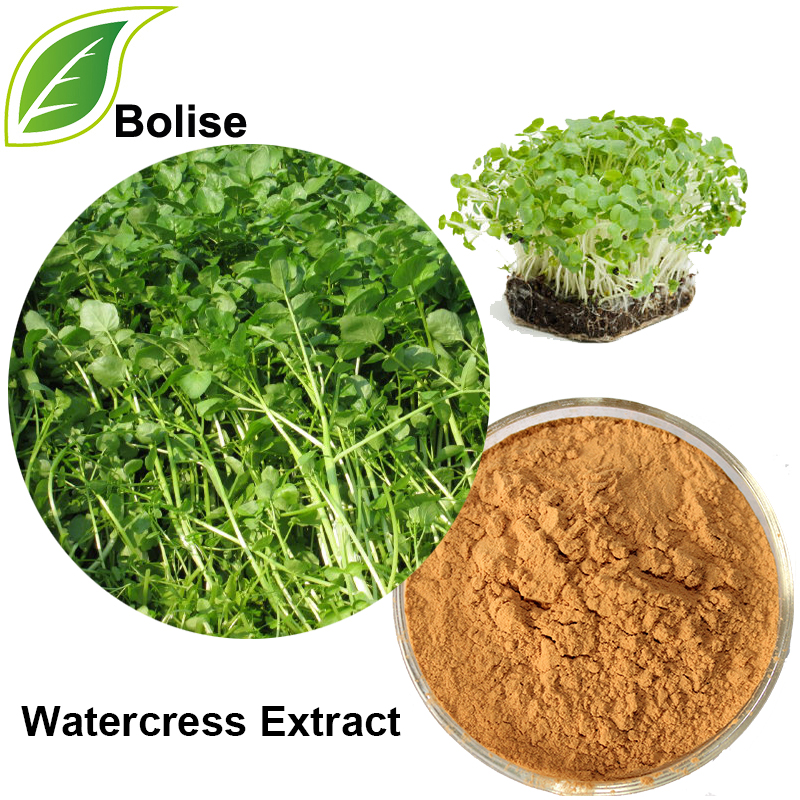 Watercress Extract
