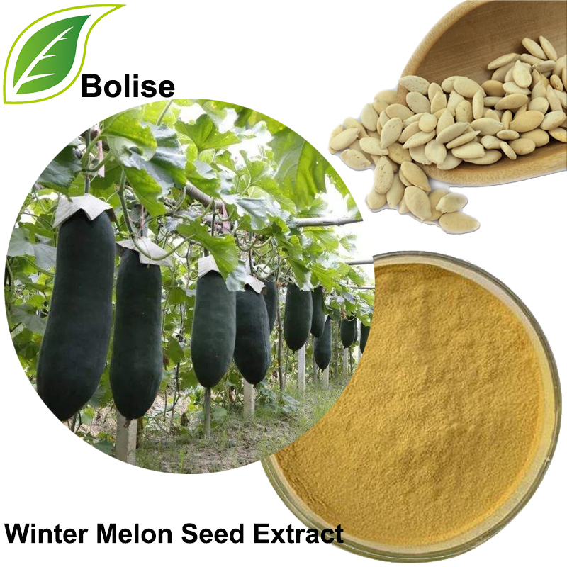 Winter Melon Seed Extract