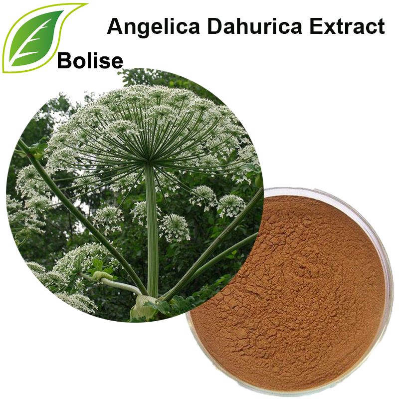 Angelica Dahurica ekstrakt (Radix Angelicae Dahuricae ekstrakt)