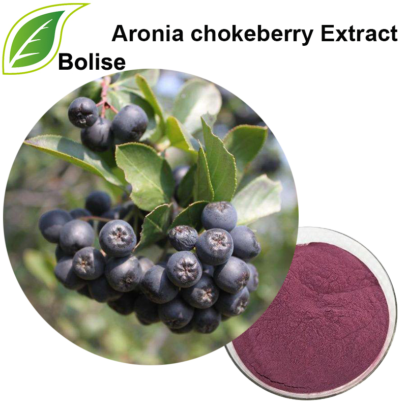 Detholiad Chokeberry Aronia (Detholiad Aronia Melanocarpa)