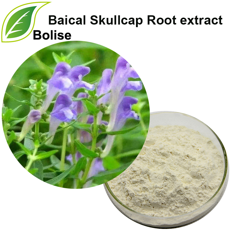 مستخلص جذور بايكال Skullcap (مستخلص Scutellaria Baicalensis)