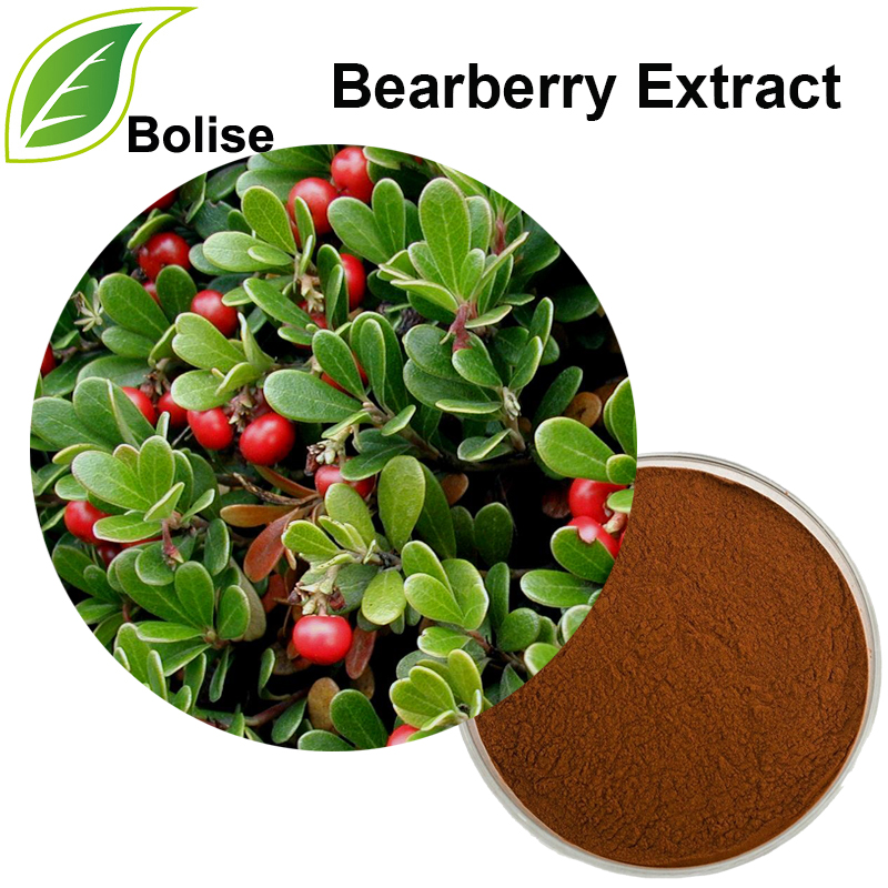 Ekstrak Bearberry (Ekstrak Uva Ursi)