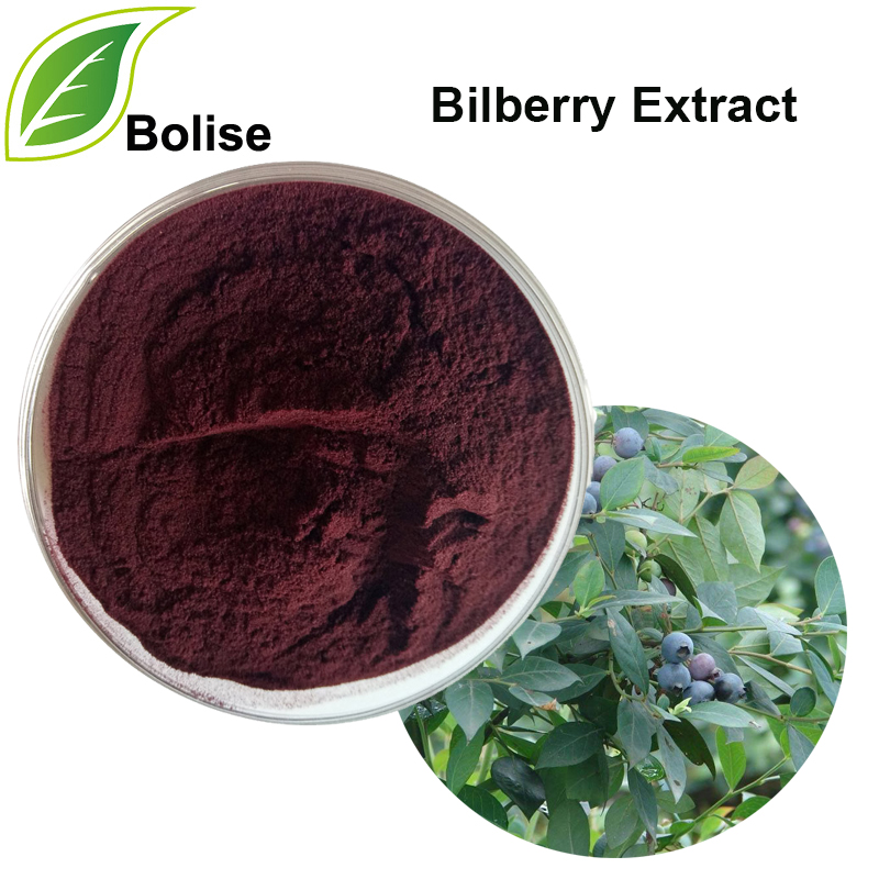 Bilberry Extract (Blueberry Extract)