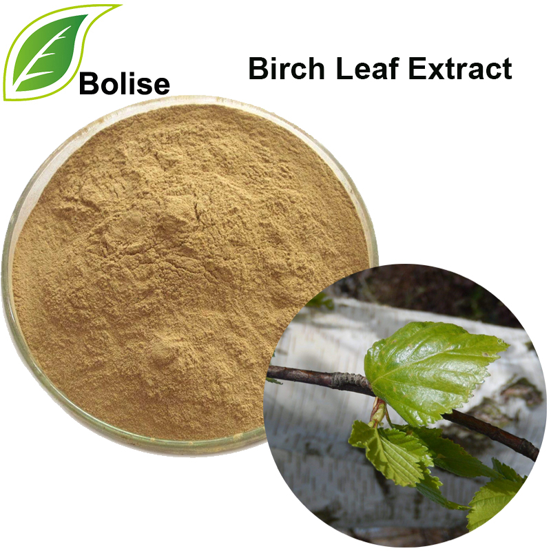Birch Leaf Extract (Betula Extract)