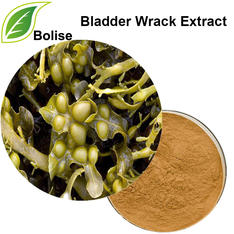 Bladder Wrack Extract (Seaweed Extract)
