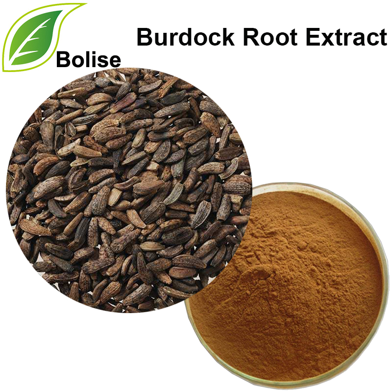 Great Burdock Achene Extract (Klettenwurzelextrakt)