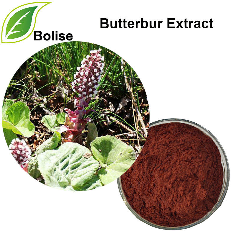 Butterbur Extract