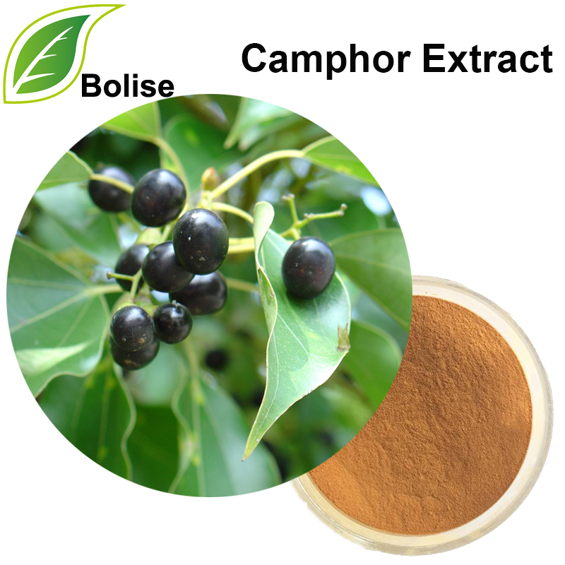 Camphor extract