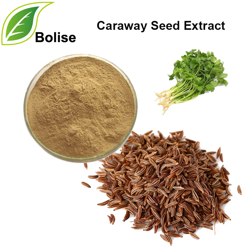 Caraway Seed Extract