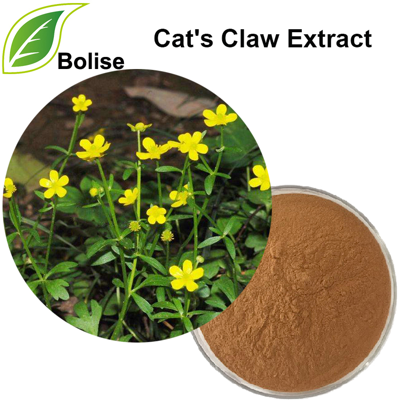 ສານສະກັດຮອຍຕີນຂອງແມວ (Catclaw Buttercup Extract)