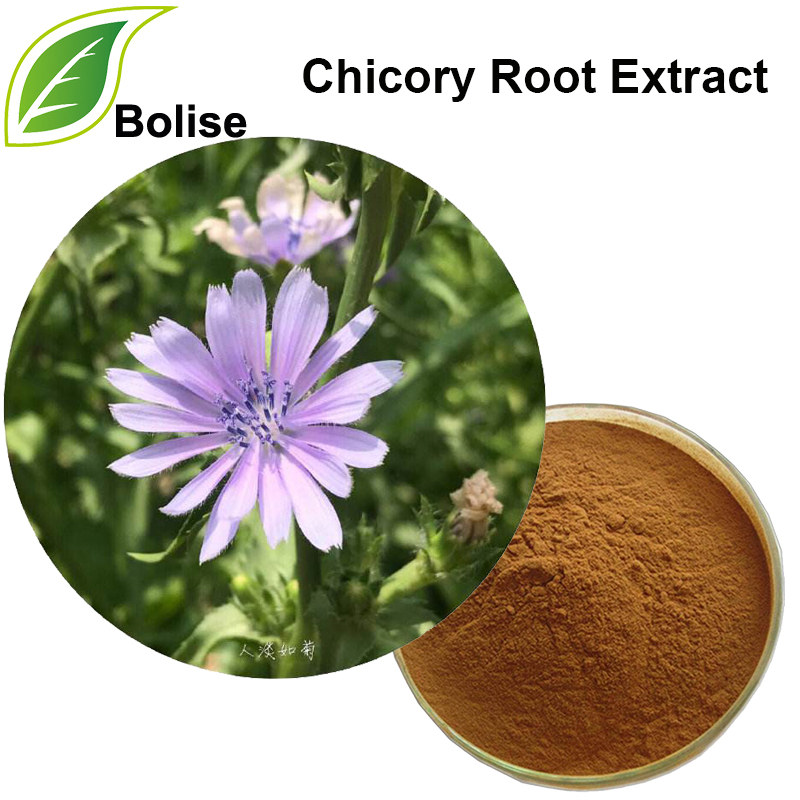 Soosaarida Xididka Chicory