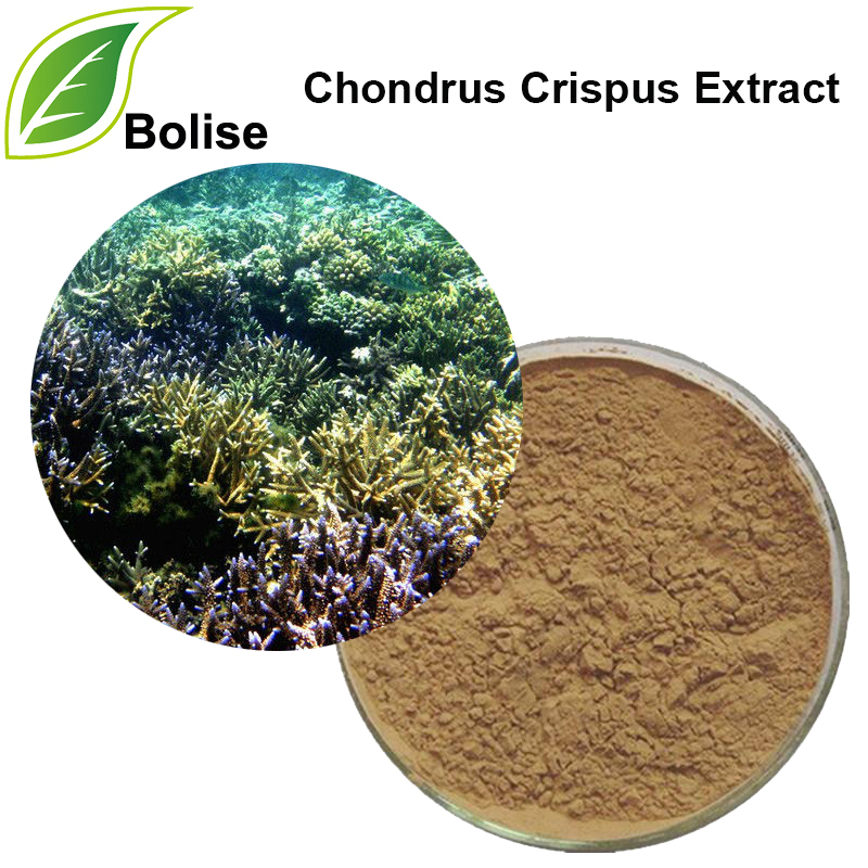 軟骨碎提取物（Chondrus Extract）