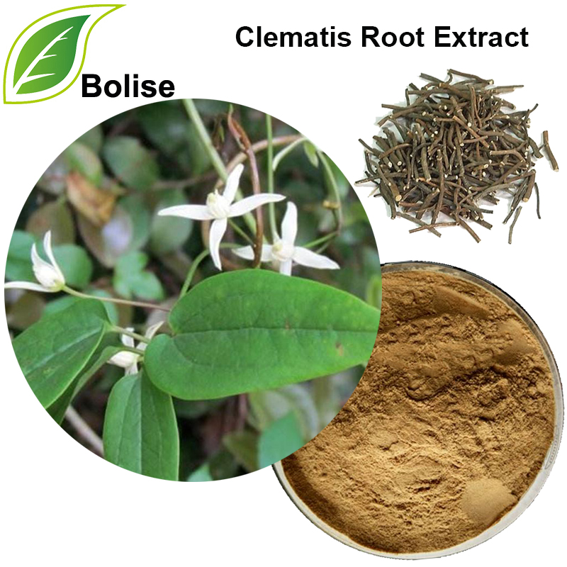 عصاره ریشه چینی Clematis (عصاره Radix Clematidis)