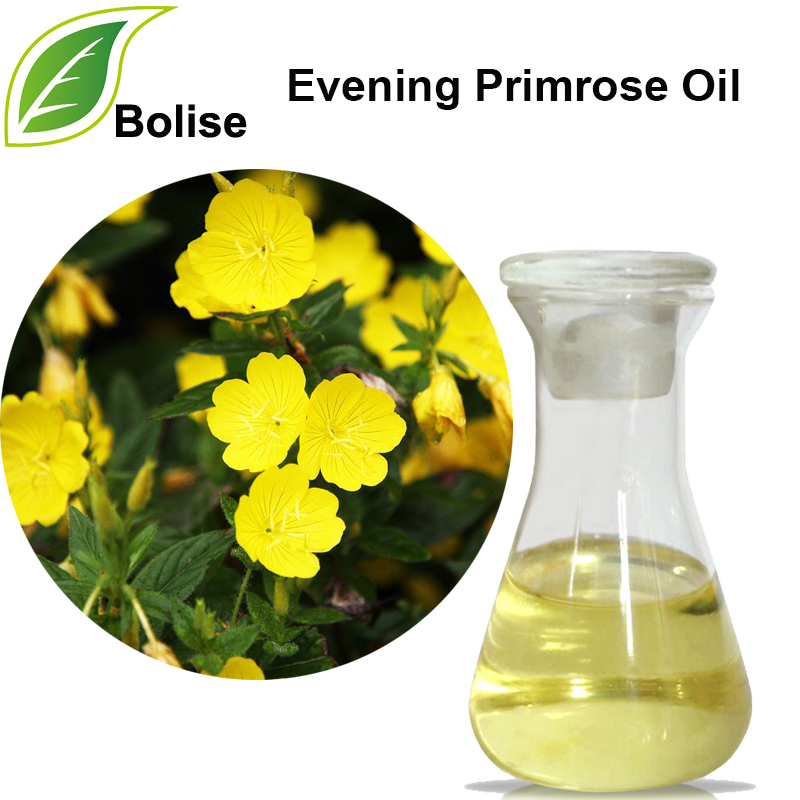 Evening Primrose Olew